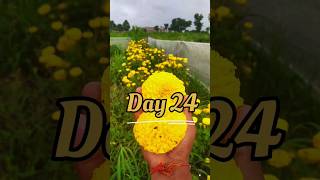 झेंडु लागवड  Day 24  झेंडू agriculture agrivlog [upl. by Amelita503]