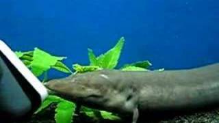 ThreeToed Amphiuma Salamander biting [upl. by Hardej801]