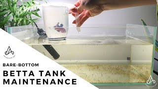 Betta Tank Maintenance minimalistic barebottom aquarium setup no filter [upl. by Osbert]