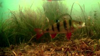 Mormyshka in action underwater Fishing for roach perch rudd Рыбалка мормышка взгляд из под воды [upl. by Saffren993]