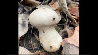 The Pestle Puffball Mushroom Handkea excipuliformis [upl. by Auqinat90]