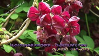 chocoladewingerd  akebia quinata [upl. by Ajna176]