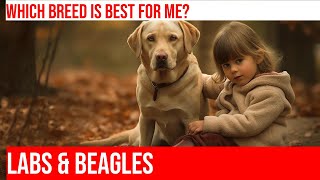 Labrador Retriever vs Beagle Which Breed is Right for You [upl. by Suivart]