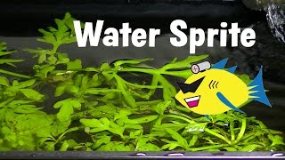 Water Sprite Aquarium Plant Profile [upl. by Notsag]