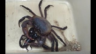 印支溪蟹（Indochinamonsp）捕食彼得异蝎（Heterometrus petersii） crab vs Scorpion [upl. by Tani]