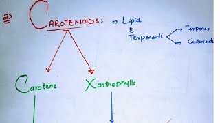 Carotenoids class 11Types of carotenoidsCarotenes and XanthophyllPhotosynthetic pigments class 11 [upl. by Salene]