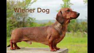 Wiener dog song full song for 1 hour [upl. by Yart173]