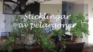 Sticklingar av pelargoner [upl. by Adar]