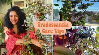 Tradescantia Care Tips Light Water Soil Propagation [upl. by Kristine]