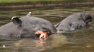 Zwemmende Maleise tapirs  Swimming Malayan tapirs  ZOO Antwerpen [upl. by Ardnohsed]