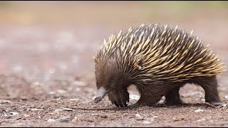 Unveiling the Enigmatic World of Echidnas  Animal histrology [upl. by Curran946]