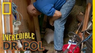 Dr Pol Rescues a Kitten  The Incredible Dr Pol [upl. by Melton290]