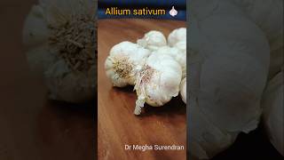 Allium sativum 🧄garlic garlicbenefits bloodpressure womenhealth stayhealthy stayhappy shorts [upl. by Ligriv]