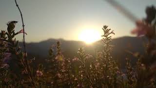 Beautiful Sunrise amp The Flowers  NO COPYRIGHT VIDEO  NATURE [upl. by Barrada]