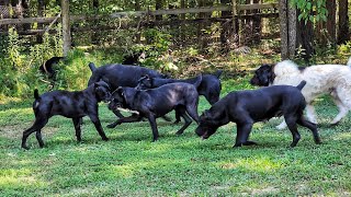 15 cane corso dogs loose together 🫣 [upl. by Adel]