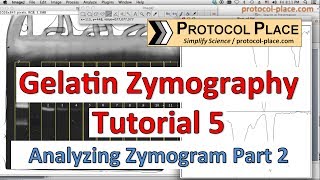 Gelatin Zymography Tutorial 5 Quantifying MMP Activity with Image J and Normalizing Samples [upl. by Josefina]