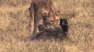 EPIC AFRICA Lion Kill in Ngorongoro [upl. by Anec]