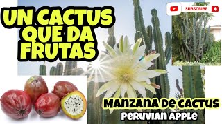 Un Cactus que produce FrutaManzana de Cactus Peruvian Apple [upl. by Ees]