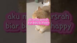 Mode pasrah cat kucingkucinglucu kucinggemas videokucing [upl. by Ativla]