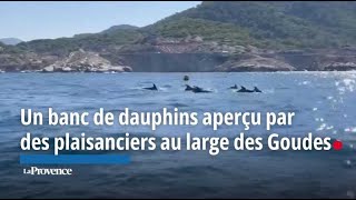 Marseille  un banc de dauphins aperçu par des plaisanciers au large des Goudes [upl. by Lesde702]