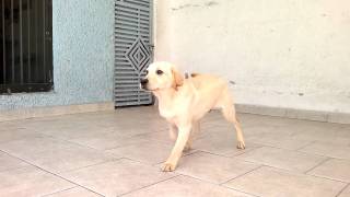 Cachorro labrador 6 meses [upl. by Tonie]