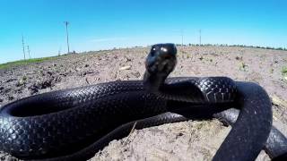 GoPro Snake Black Racer  strikes camera [upl. by Anrol]