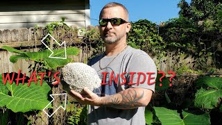 Cutting Open An INSANE Florida Agatized Coral Head Geode Cut and Reveal [upl. by Dolphin]