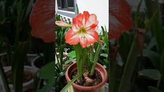 Hippeastrum Amaryllis MINERVA [upl. by Chrysler]