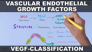 Vascular Endothelial Growth Factor  VEGF  Classification and functions [upl. by Uhayile]