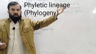 phyletic lineage phylogeny Ontogeny [upl. by Eisdnyl225]