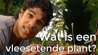 Wat is een vleesetende plant  Vragen van Kinderen [upl. by Neerihs]