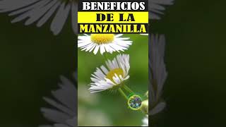 Beneficios de la Manzanilla Propiedades Usos y Cómo Prepararla [upl. by Emerick]