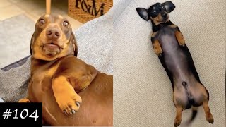 Dachshund Compilation  Funny And Cute Videos [upl. by Sirtaeb]