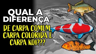 QUAL A DIFERENÇA entre as CARPAS [upl. by New]