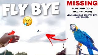 FLY BYE SI AUDI BLUE AND GOLD MACAW [upl. by Dlorag]