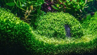 Planted Aquarium  Hobbit House [upl. by Annemarie]