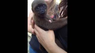 Baby Woolly monkey and huito hands Peruvian Amazon 2013 [upl. by Nylrebma]