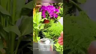 4 tips for plant care transplant repotting creativeideas gardening gardeninghacks planusa [upl. by Dylana]