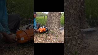 Stihl Ms 881 heavyduty chainsaw 😱😱 shortsfeed trending shorts [upl. by Ardnasak]