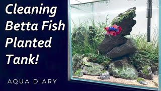 How To Clean Planted Betta Fish Tank [upl. by Nedry651]