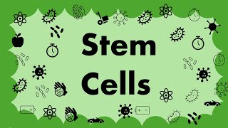 GCSE Biology CELLS L8  Stem cells [upl. by Neoma]