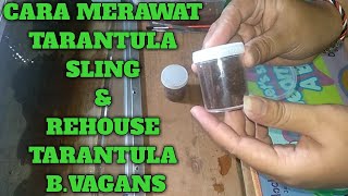 Cara merawat Tarantula Sling dan Rehouse Tarantula BVagans [upl. by Speroni80]