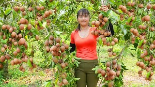 Harvesting Sapodilla Fruit Goes To Market Sell  Grow spinach  Phuong Free Bushcraft [upl. by Enibas]