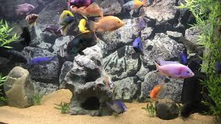 Blood Parrot amp Convict Hybrid Polar Blue Convict Parrot Cichlid  Tank Updates [upl. by Icaj155]