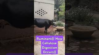 Ruminants How Herbivores digest Food Cow and Digestion of Food [upl. by Neiviv848]