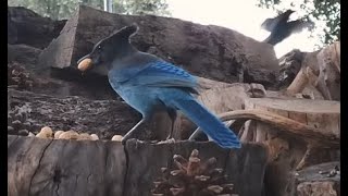 Woodpile Saturday Buffet🐦8 Species LIVE STREAM REPLAY Descanso CA California Mountain Bird Feeder [upl. by Einiar]