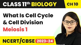 Class 11 Chapter 10  What Is Cell Cycle and Cell Division  What Happens in Meiosis 1 [upl. by Ylrebmik]