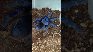 Stunning blue tarantula spider with the most amazing colours P sazimai brazilian blue [upl. by Belinda]