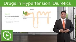 Drugs in Hypertension Diuretics – Cardiovascular Pharmacology  Lecturio [upl. by Daney916]