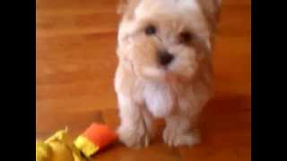 Golddust Yorkshire Terrier 10wk [upl. by Meredith]